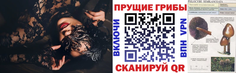 что такое Торжок Псилоцибиновые грибы Cubensis
