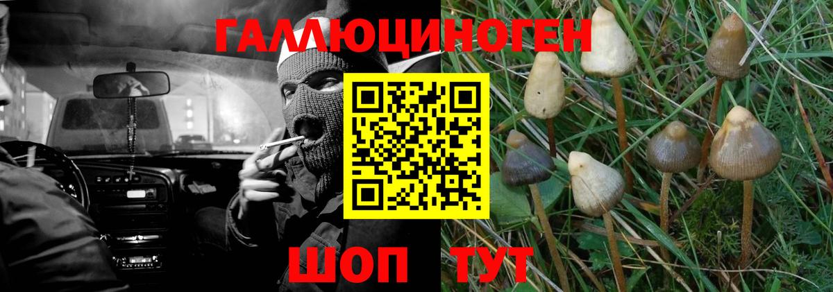 Галлюциногенные грибы Psilocybe Торжок